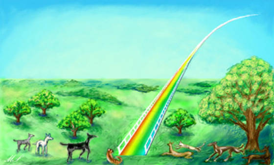 rainbow-bridge-heaven-wikimedia_maris-stella-assumed--700x422.jpg